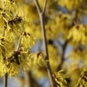 Hamamelis mollis 'Arnold Promise' - Foto 1