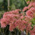 Heptacodium miconioides - uitbloei najaar impressie
