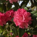 Rhododendron Yakushimanum ‘Fantastica' - 4