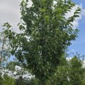 Prunus 'Sunset Boulevard' - 3