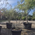 Salix elaeagnos 'Angustifolia' - 3