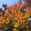 Fagus sylvatica 'Atropunicea' - 3