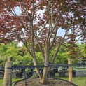 Acer palmatum 'Atropurpureum' - Foto 3