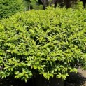 Prunus Lusitanica - Foto 1