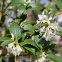 Osmanthus x Burkwoodii - bloeit en geurt in het voorjaar