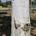 Betula utilis 'Jacquemontii' (Doorenbos) - 1