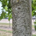 Liquidambar styraciflua - 3