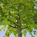Tilia x europaea 'Pallida' - Foto 4