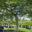 Acer palmatum 'Dissectum' - Foto 1