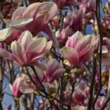 Magnolia 'Soulangeana' - Foto 4