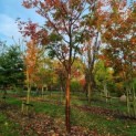 Acer griseum x nikoense - Foto 1