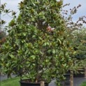 Magnolia grandiflora 'Galissonnière' - 1