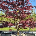 Acer palmatum 'Bloodgood' - 2