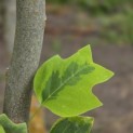 Liriodendron tulipifera 'Aureomarginatum' - 3