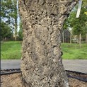 Quercus Suber - Foto 9