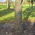 Quercus robur 'Fastigiata' - 3