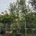 Quercus ilex - 4