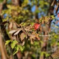 Acer griseum - 2