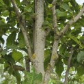 Magnolia 'Heaven Scent' - Foto 1