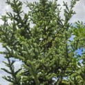 Abies Fraseri - 1