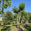 Platanus x Hispanica - 1