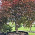 Acer palmatum 'Garnet' - 1