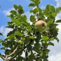 Malus domestica 'Zigeunerin' - Foto 3