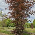 Fagus sylvatica 'Atropunicea' - 3
