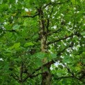 Platanus x hispanica - Afbeelding 4