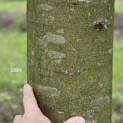 Fagus sylvatica 'Atropunicea' - Foto 3