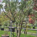 Alnus x spaethii 'Spaeth' - Foto 3