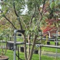Alnus x spaethii 'Spaeth' - Foto 1