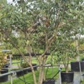 Alnus x spaethii 'Spaeth' - Foto 2