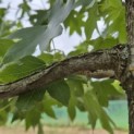 Liquidambar styraciflua - 4