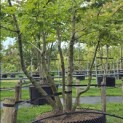Carpinus betulus - Foto 1