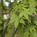 Acer palmatum - 3