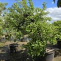 malus domestica 'Elstar' - Foto 1