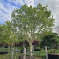Magnolia 'Susan' - Foto 2