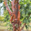 Acer griseum - 2