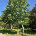 Quercus rubra - 10