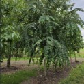 Cercidiphyllum japonicum - Foto 1