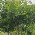 Sophora japonica - Foto 1