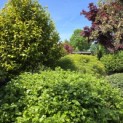 Fagus sylvatica - op de voorgrond nr 240.   mei 2026