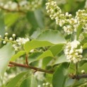 Prunus Lusitanica - 1