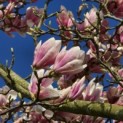 Magnolia 'Soulangeana' - Foto 4