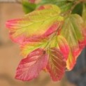 #241 Parrotia persica Persisches Eisenholz