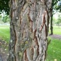 Gymnocladus dioica