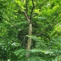 Gymnocladus dioica