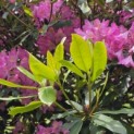 Rhododendron ponticum 'Roseum' - Foto 2