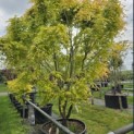 Acer palmatum 'Ueno Yama' - 5